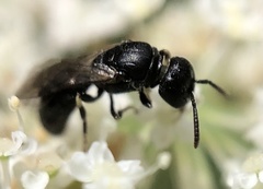 Hylaeus