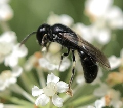 Hylaeus