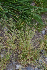 Poa supina
