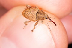 Curculio nucum