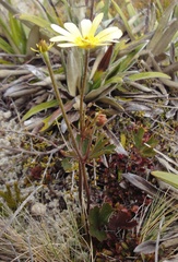 Ranunculus verticillatus