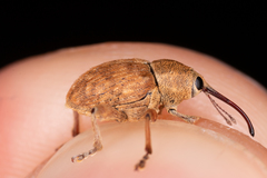 Curculio nucum