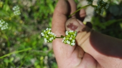 Valerianella radiata