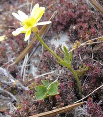 Ranunculus verticillatus