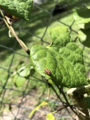 Cryptocephalus badius