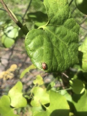 Cryptocephalus badius