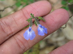 Salvia ramamoorthyana