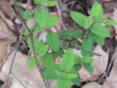 Salvia ramamoorthyana