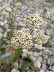 Achillea odorata