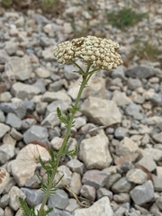 Achillea odorata