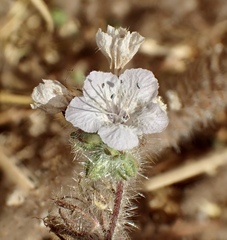 Phacelia hubbyi