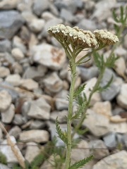 Achillea odorata
