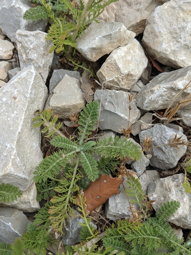 Image of Achillea odorata by (c) Denis Bastianelli, some rights reserved (CC BY)