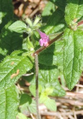 Galeopsis ladanum