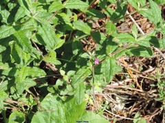 Galeopsis ladanum