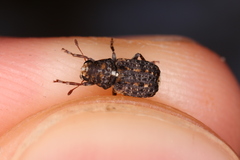 Dissoleucas niveirostris