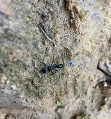 Neoponera aenescens