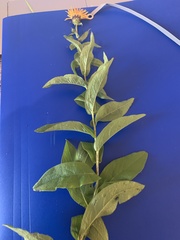 Pentanema salicinum