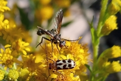 Diptera