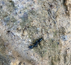 Neoponera aenescens