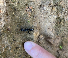 Neoponera aenescens