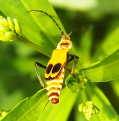 Chauliognathus discus discus