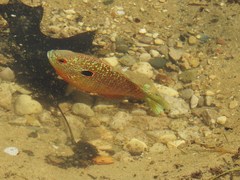 Lepomis peltastes