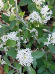 Ceanothus fendleri