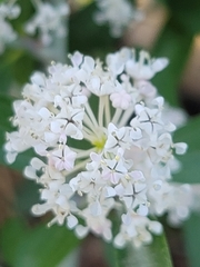 Ceanothus fendleri