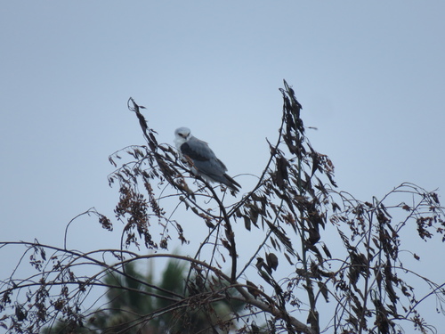 photo of White-tailed Kite (Elanus leucurus)