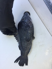 Centropristis striata