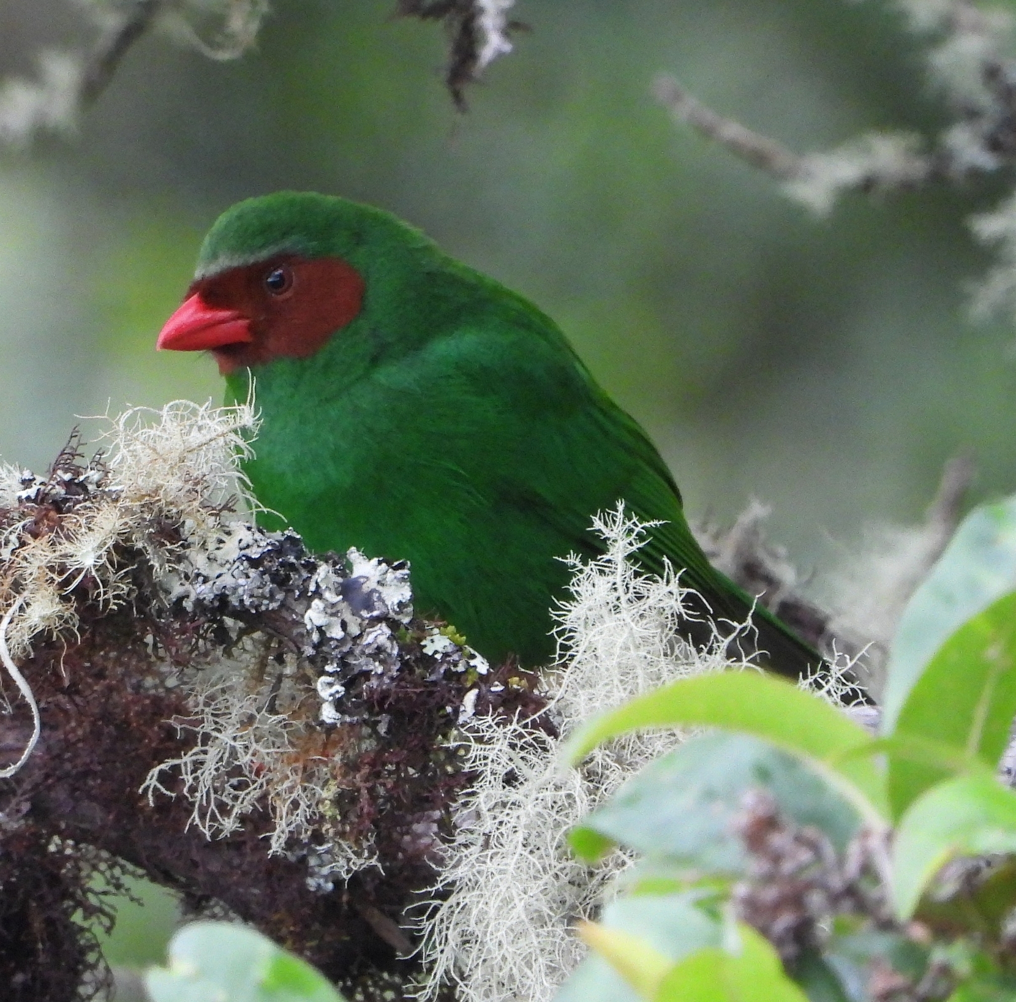 Chlorornis riefferii image