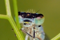 Ischnura pumilio