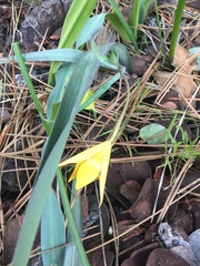 Calochortus monophyllus