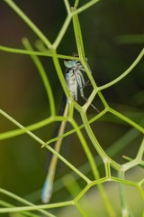 Ischnura pumilio