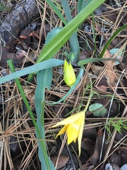 Calochortus monophyllus
