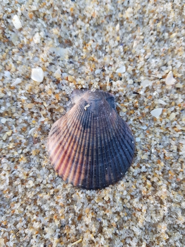 photo of Variegated Scallop (Mimachlamys varia)
