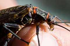 California Giant Stonefly