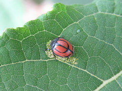 Epilachna nigrocincta