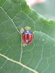 Epilachna nigrocincta