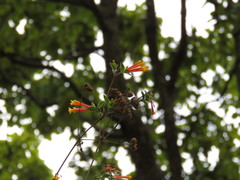 Bouvardia chrysantha