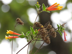 Bouvardia chrysantha