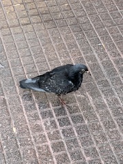 Columba livia