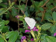 Zizula hylax pygmaea