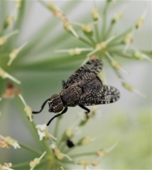 Platystoma seminationis