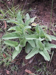 Stachys affinis