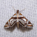 Bold Medicine Moth - Photo (c) Diane P. Brooks, some rights reserved (CC BY-NC-SA), uploaded by Diane P. Brooks