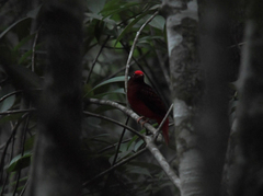 Phoenicircus carnifex