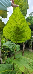 Coccoloba rugosa