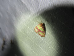 Phoenicophanta bicolor